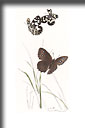 Vorschaubild Damenbrett (Melanargia galatea L.), Grosse Waldnymphe (Weibchen) (Minois dryas Scop.)