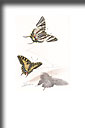 Vorschaubild Schwalbenschwanz (Papilio machaon L.), Segelfalter (Sommergeneration) (Iphiclides podalirius L.)